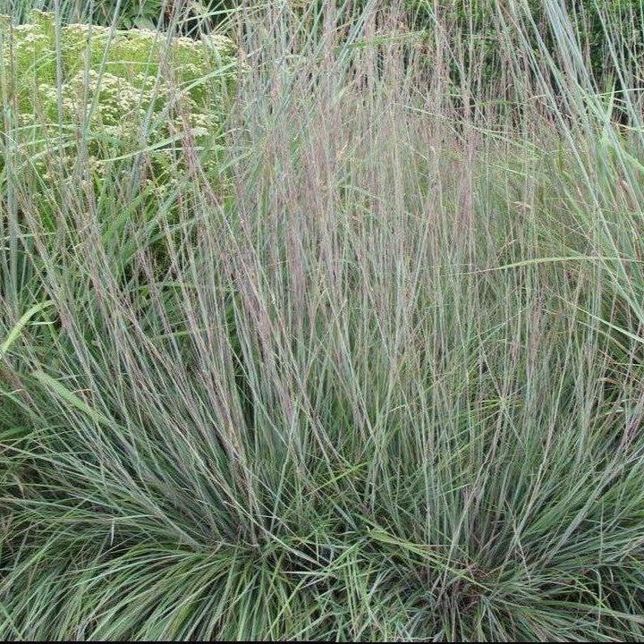 Schizachyrium scoparium 'MinnblueA' PP #17,310  - Blue Heaven Little Bluestem