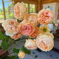 Rosa 'Auswest'  - Carding Mill® Rose