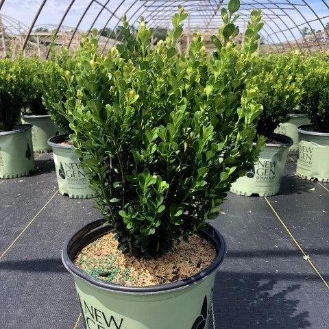 Buxus ‘SB300’ PP32421  - NewGen™ Freedom® Boxwood