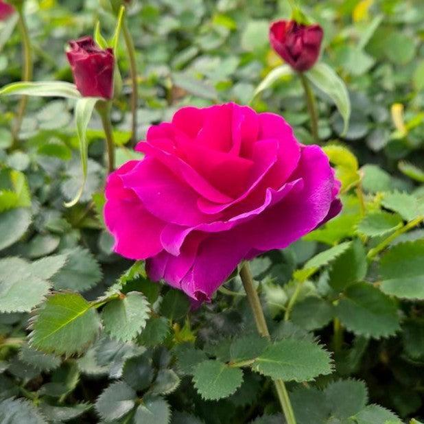Rosa x 'Noa11356'  - Showpiece™ Purple Rose