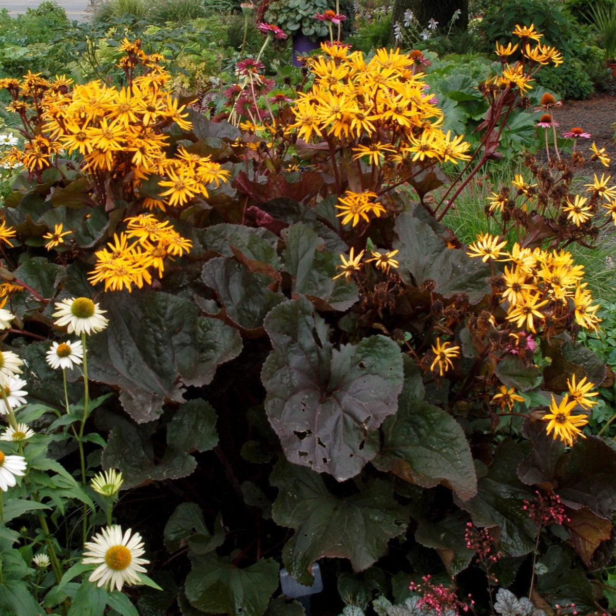 Ligularia dentata 'Britt-Marie Crawford'  - Britt-Marie Crawford Leopard Plant