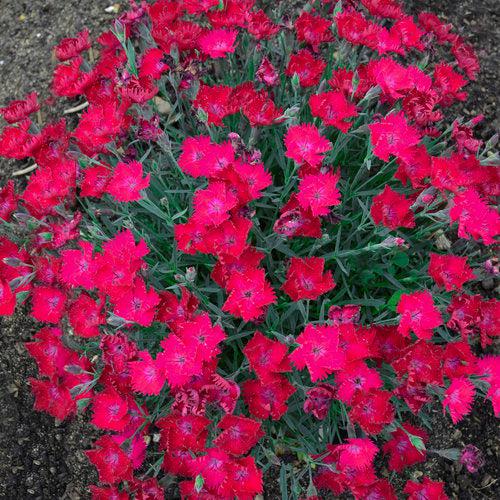 Dianthus 'Paint the Town Magenta'  - Paint the Town Magenta Dianthus