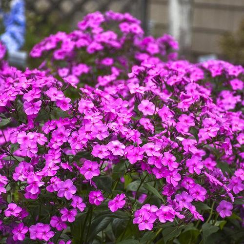 Phlox 'Cloudburst'  - Cloudburst Phlox