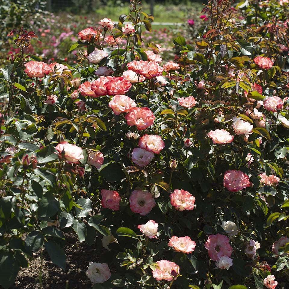 Rosa 'KORbaymun'  - Color Splash™ Rose