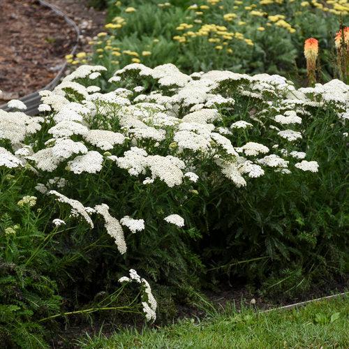 Achillea ’Firefly Diamond’  - PW® Firefly Diamond Yarrow