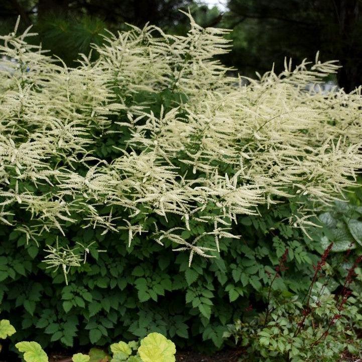 Aruncus x 'Misty Lace'  - Misty Lace Goat's Beard