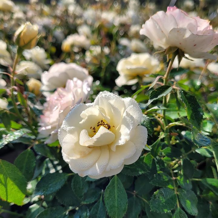 Rosa ‘Meidevi' PP 35,825  - Buttercream Drift® Rose