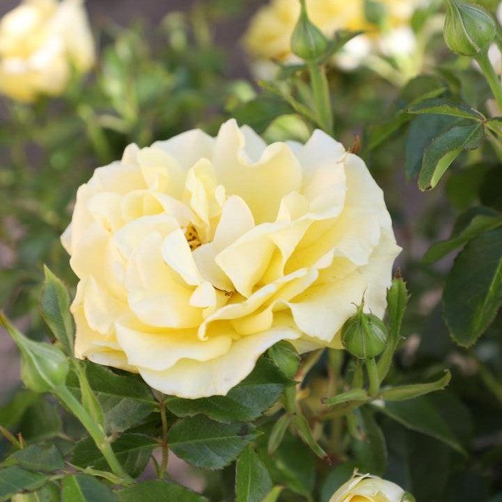 Rosa 'True Darling'  - True Darling Rose
