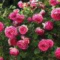 Rosa 'Margaret Mae' PP 20,953  - Eden Climber® Pretty in Pink Rose