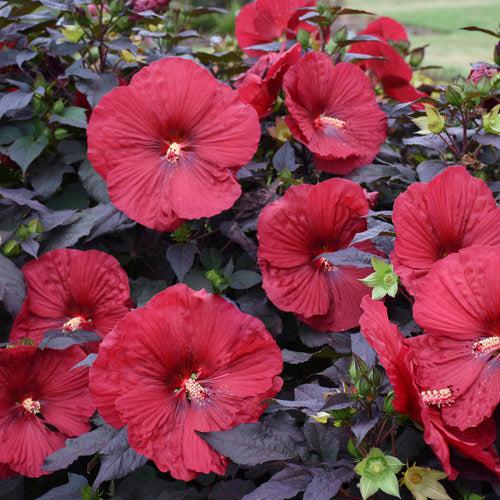 Hibiscus 'Holy Grail'  - Summerific® Holy Grail Hibiscus