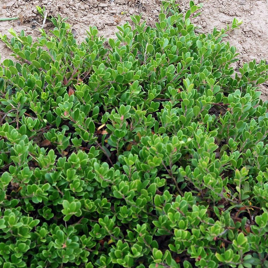 Arctostaphylos uva-ursi 'Massachusetts'  - Massachusetts Bearberry