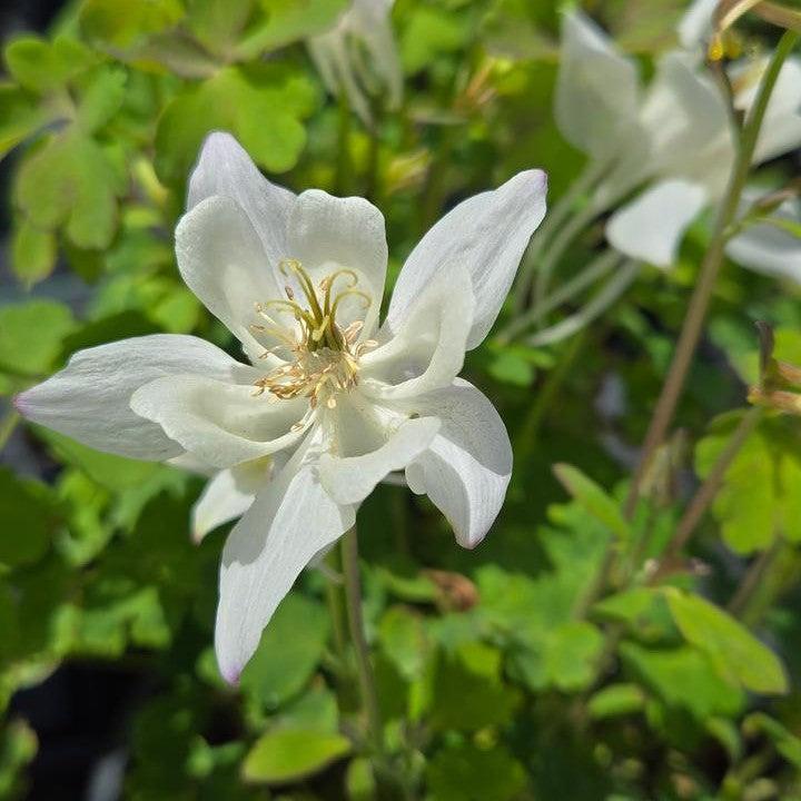 Earlybird White Columbine (Aquilegia) — Native Hummingbird Wildflower Perennial