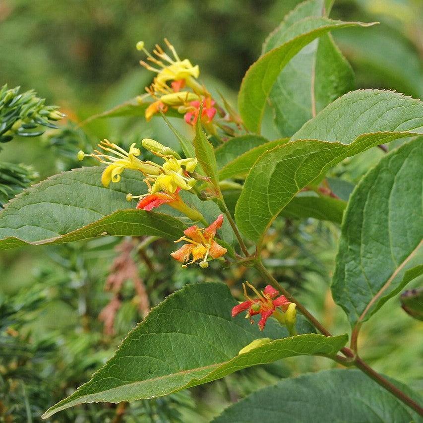 Diervilla lonicera  - Dwarf Bush Honeysuckle