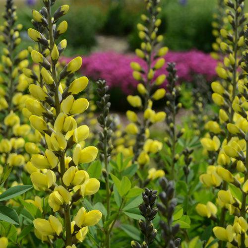 Baptisia 'Lemon Meringue'  - Decadence® Lemon Meringue Baptisia