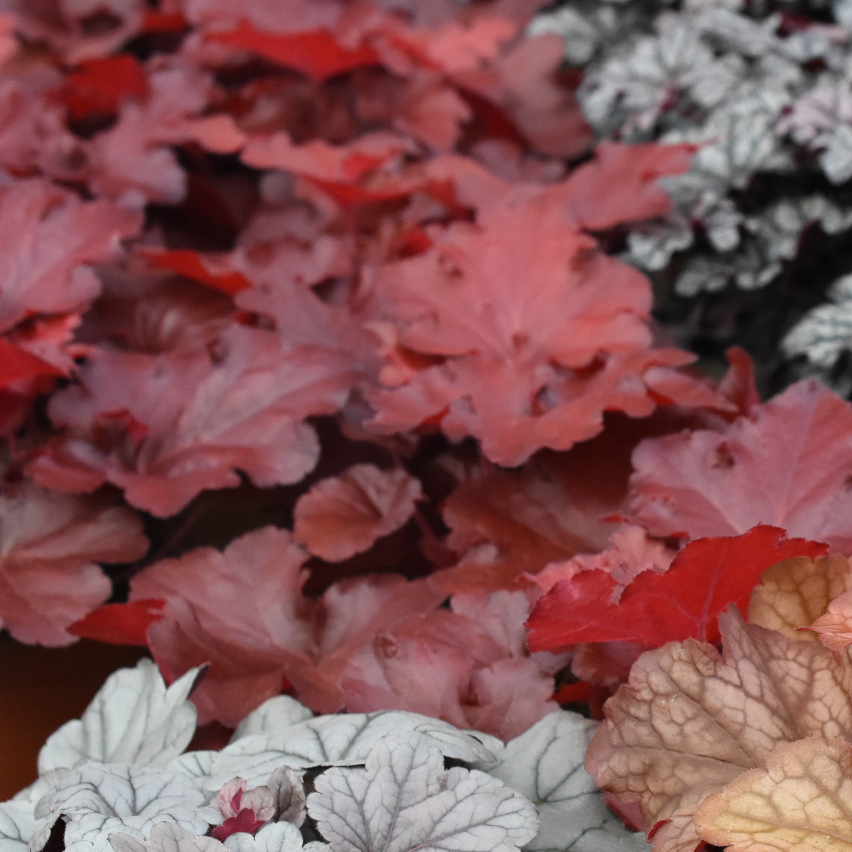 Heuchera x 'TNHEUNER' PP #29,420  - Northern Exposure™ Red Heuchera