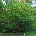 Asimina triloba  - Common Pawpaw, Tall Pawpaw