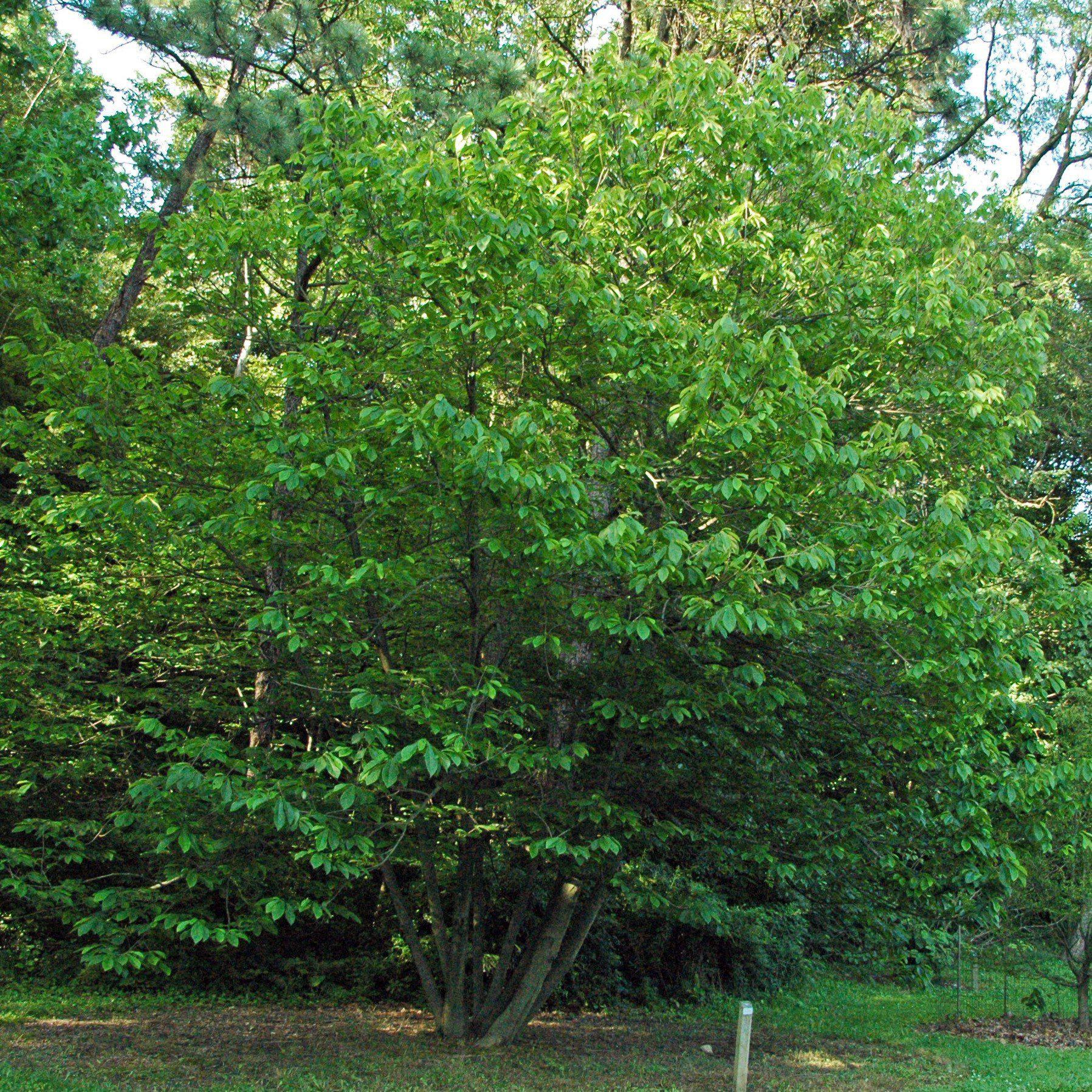 Asimina triloba  - Common Pawpaw, Tall Pawpaw