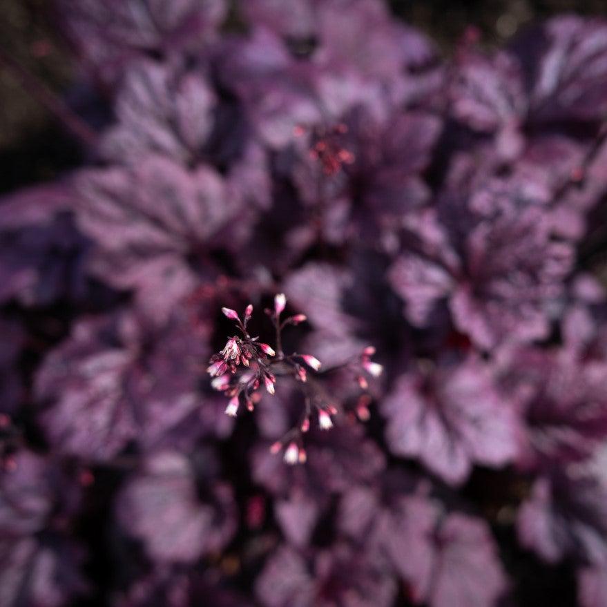 Heuchera x 'TNHEUFP'  - Forever® Purple Coral Bells