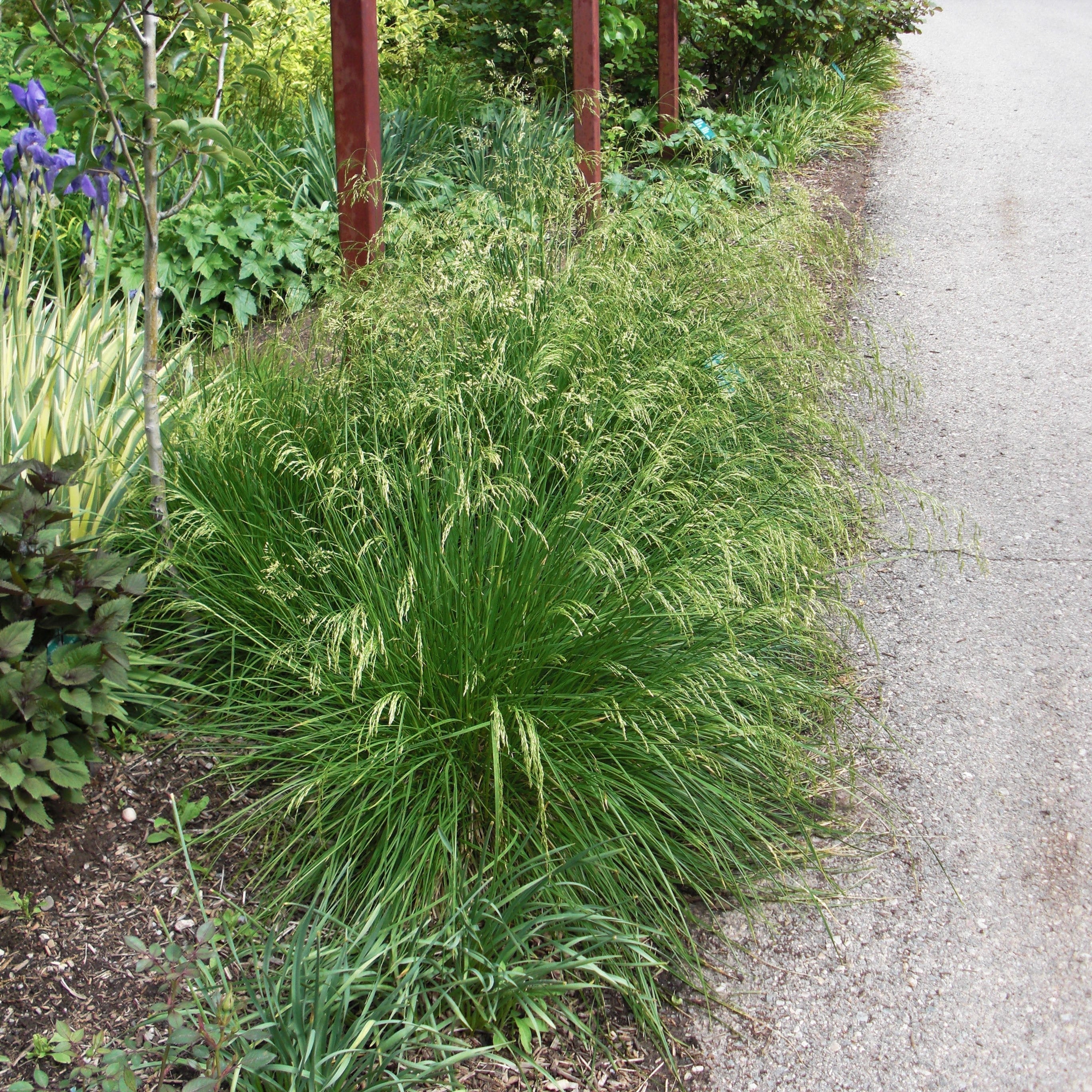 Deschampsia cespitosa 'Goldtau'  - Golden Dew Tufted Hair Grass