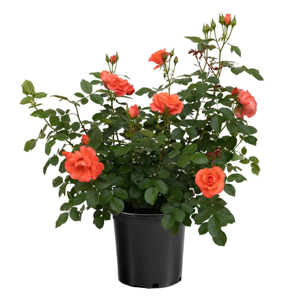 Rosa 'Meimonblan'  - Marmalade Skies™ Rose