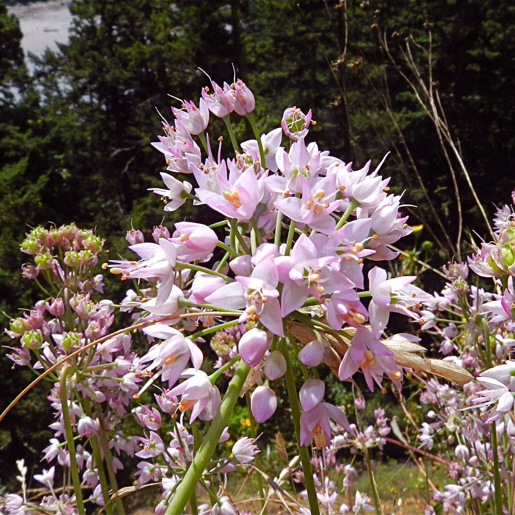 Allium cernuum  - Nodding Onion