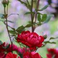 Rosa x 'Meibenbino'  - Petite Knock Out® Rose