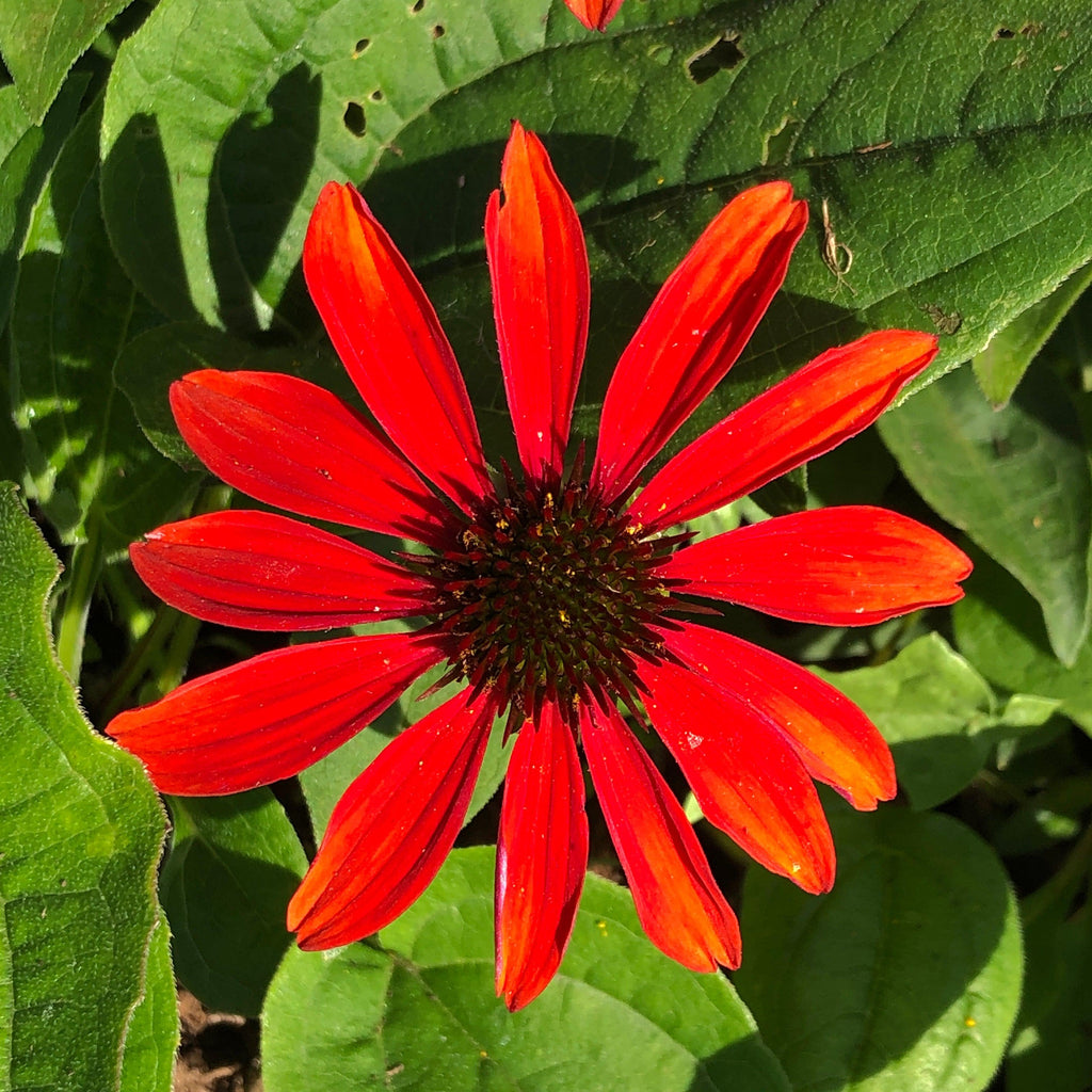 Echinacea x 'Balsomanita' PPAF  - Sombrero® Sangrita Coneflower
