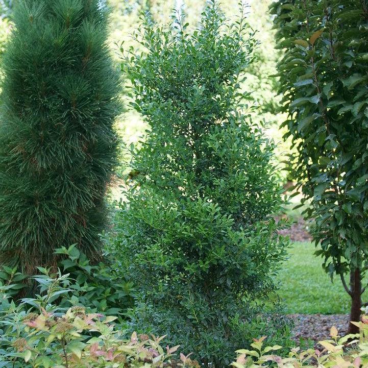 Ilex glabra 'SMNIGLA'  - Squeeze Box® Inkberry Holly