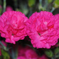 Dianthus 'Double Bubble'  - Pretty Poppers™ Double Bubble Dianthus
