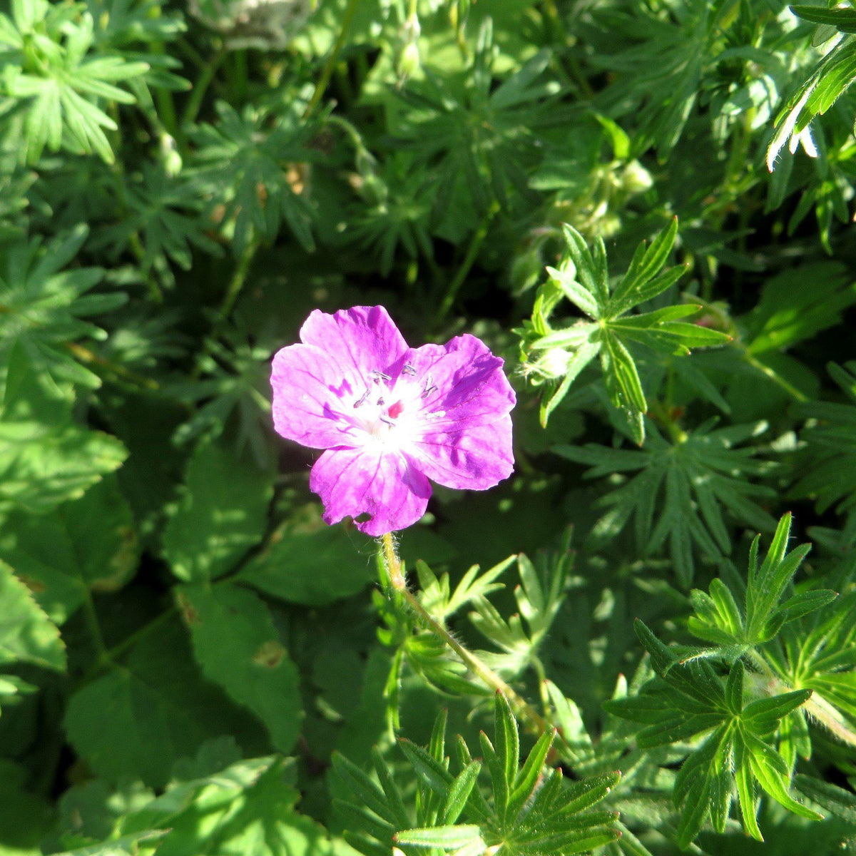Fall Color Bevans Geranium Geranium macrorrhizum 'Bevan's Variety' - Bevan's Variety Bigroot Cran ...