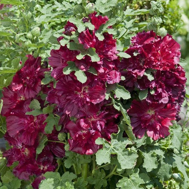 Alcea rosea 'Spring Celebrities Crimson'  - Spring Celebrities™  Crimson Hollyhock