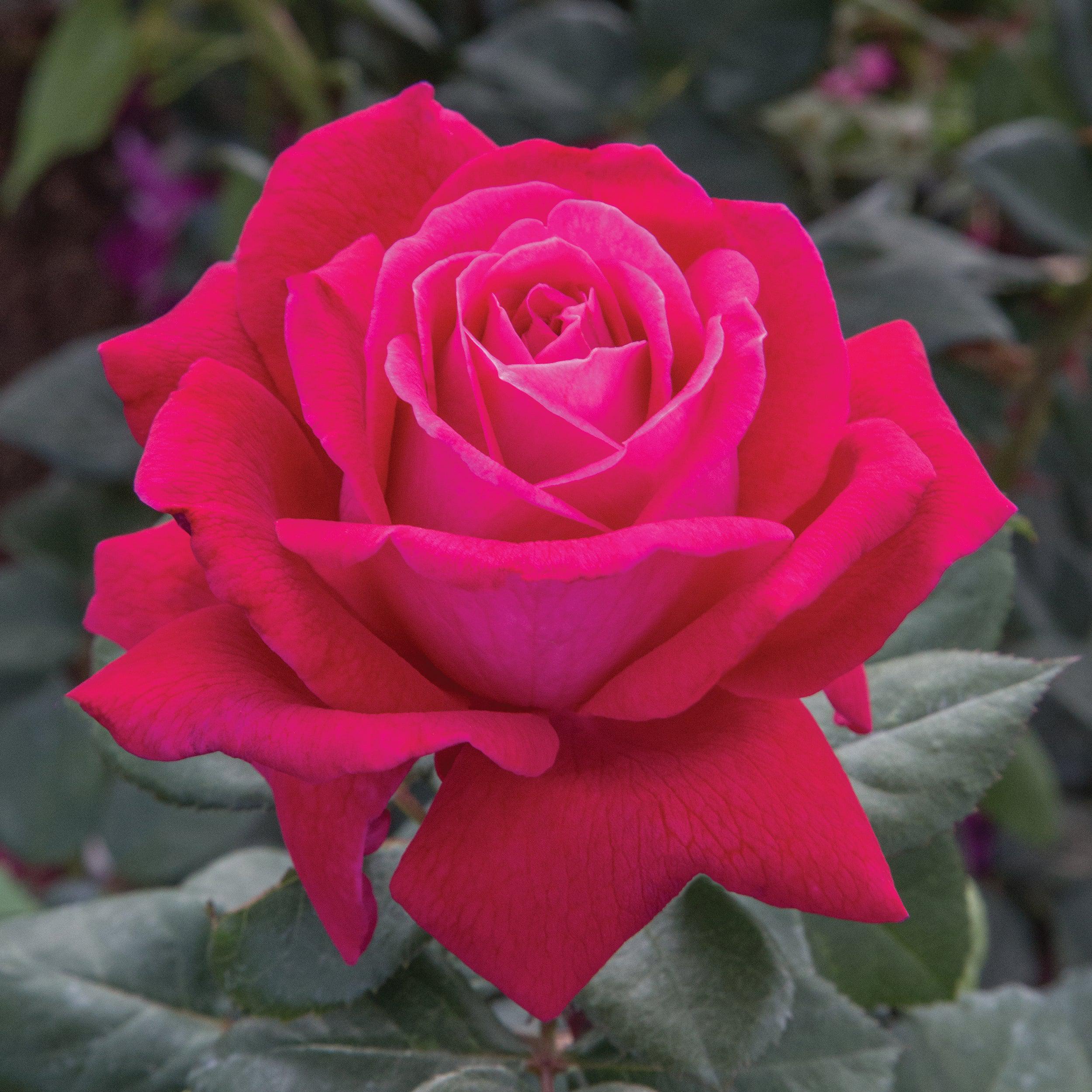 Rosa 'Meithatie' PP 30,860  - Bloomables® Sweet Spirit™ Rose