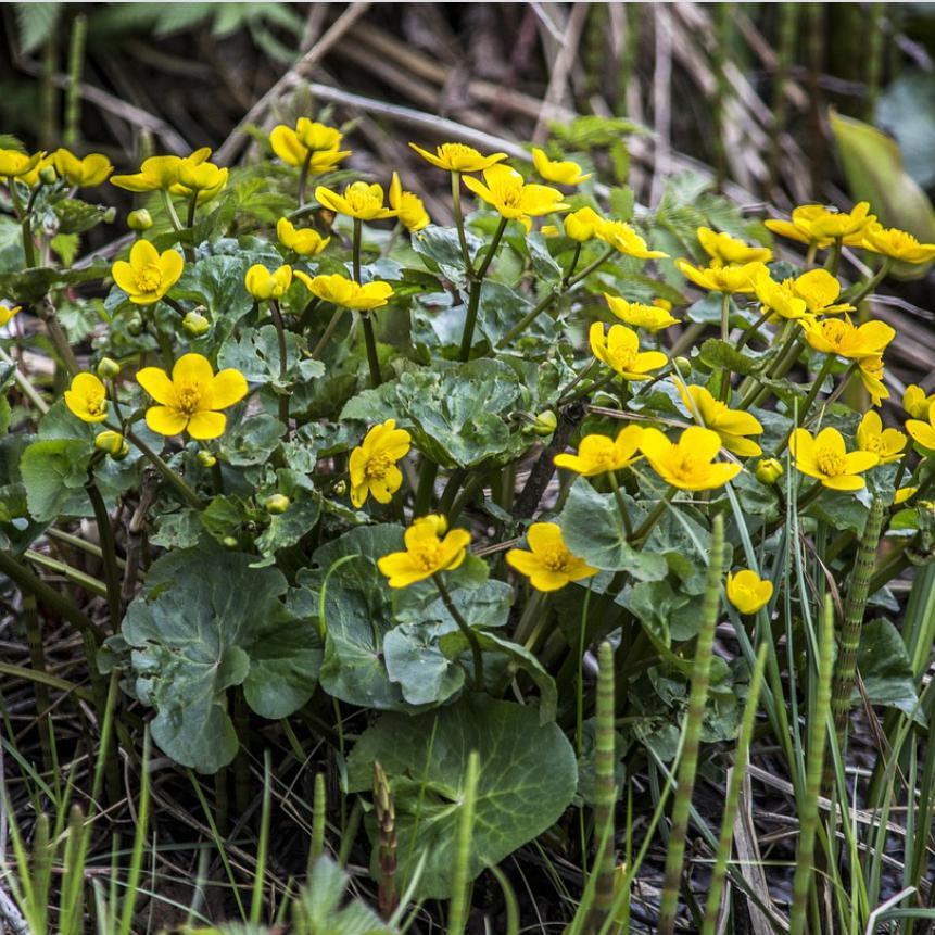 Caltha palustris  - Marsh Marigold