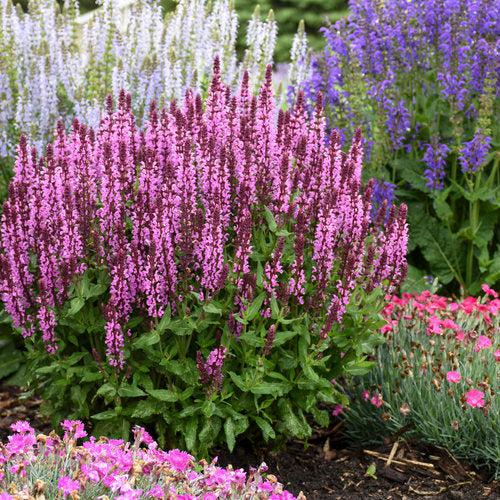 Salvia nemorosa ‘Pink Profusion’  - Pink Profusion Meadow Sage