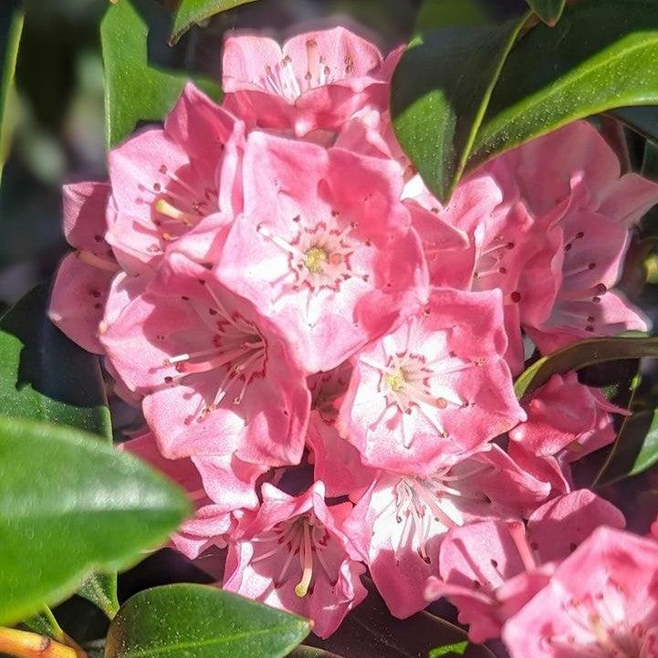 Kalmia latifolia 'Bridesmaid'  - Bridesmaid Mountain Laurel