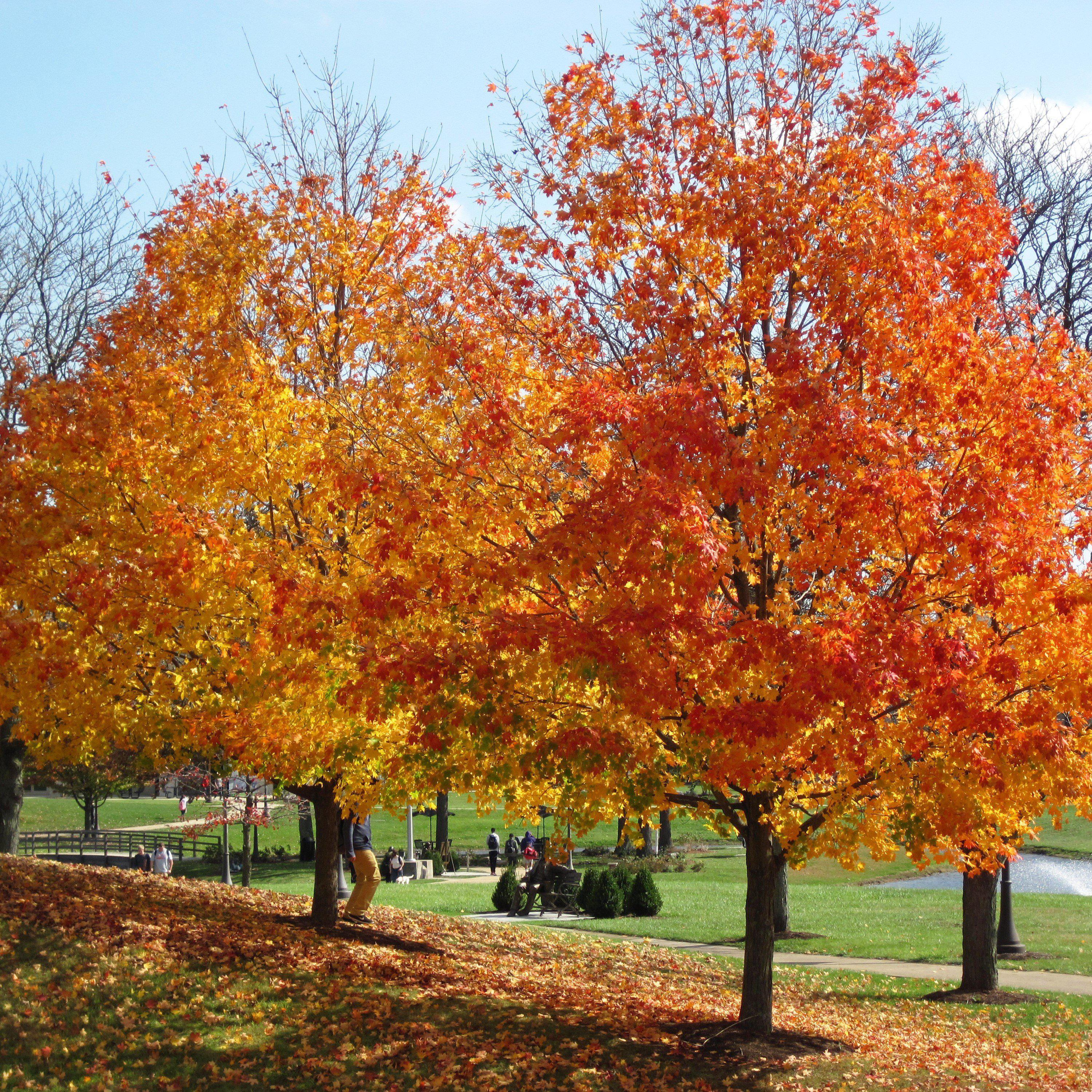 Acer saccharum  - Sugar Maple