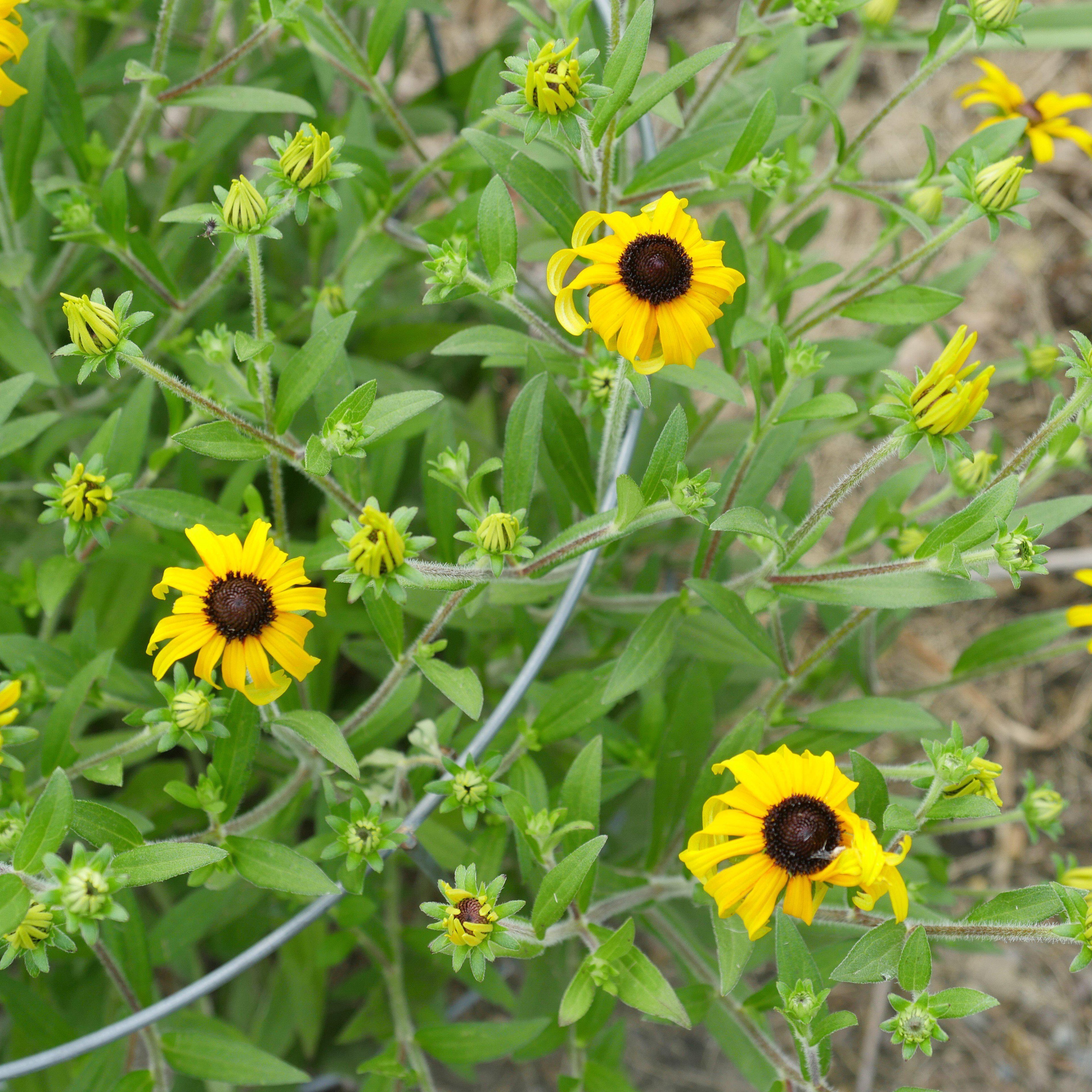 Rudbeckia 'American Gold Rush'  - American Gold Rush Black-Eyed Susan
