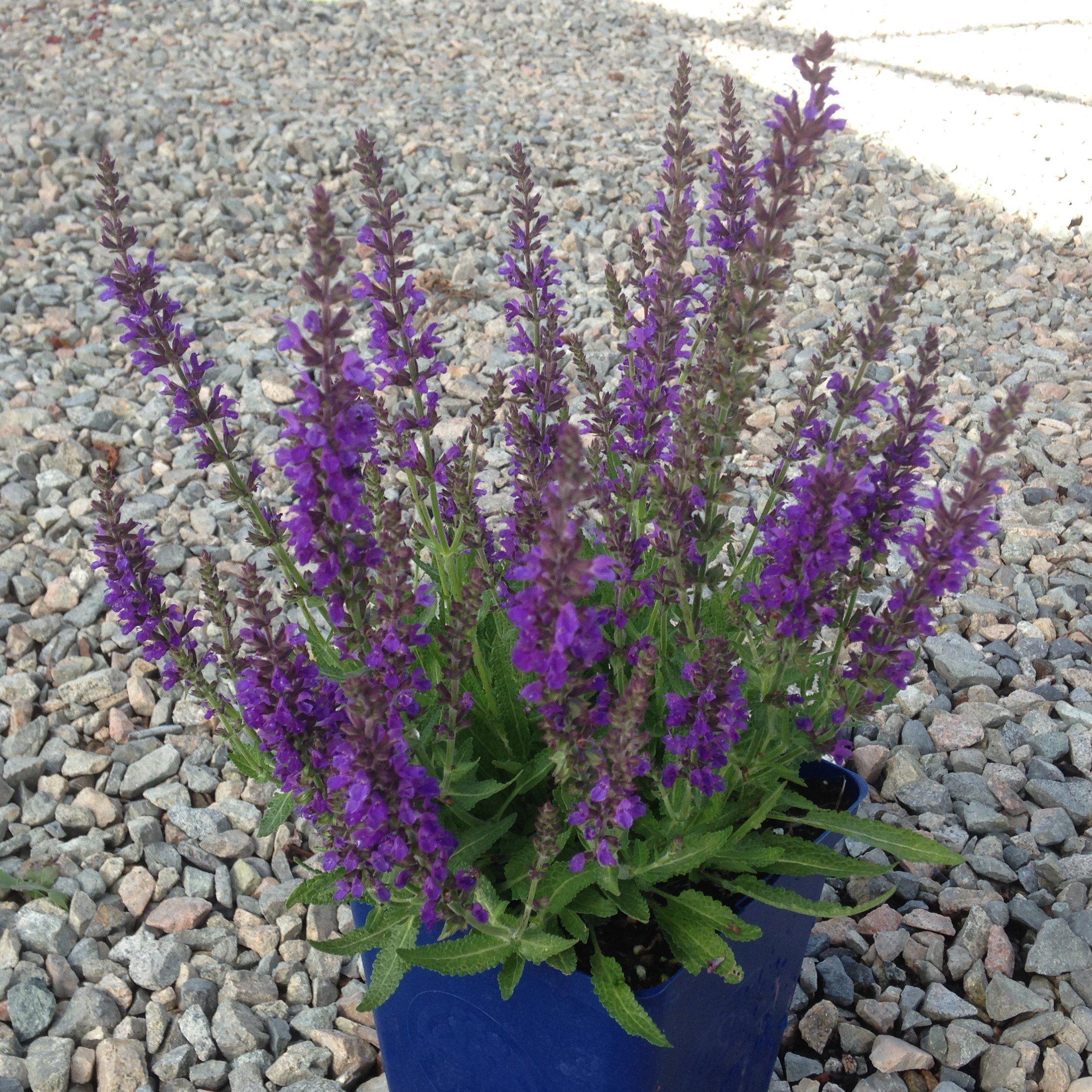 Salvia nemorosa 'Haeumanarc'  - Marcus® Meadow Sage