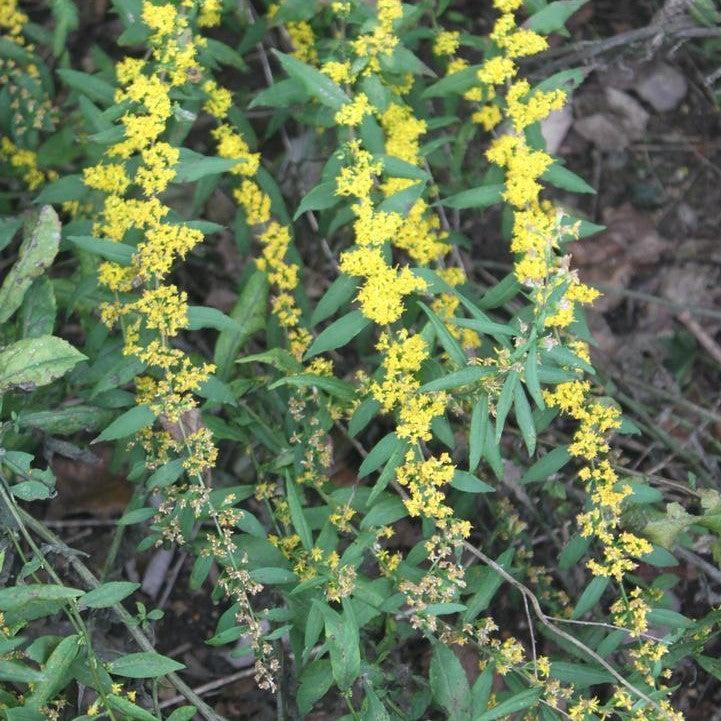 Solidago caesia  - Blue-stemmed Goldenrod