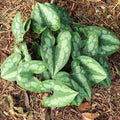 Asarum splendens  - Chinese Wild Ginger