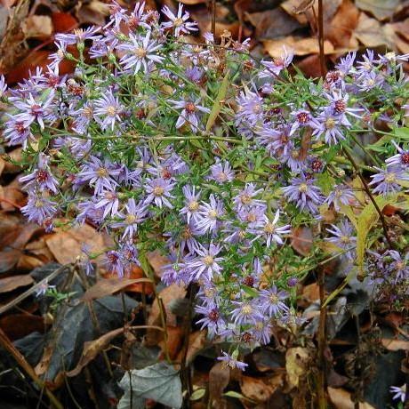 Aster cordifolius  - Blue Wood Aster