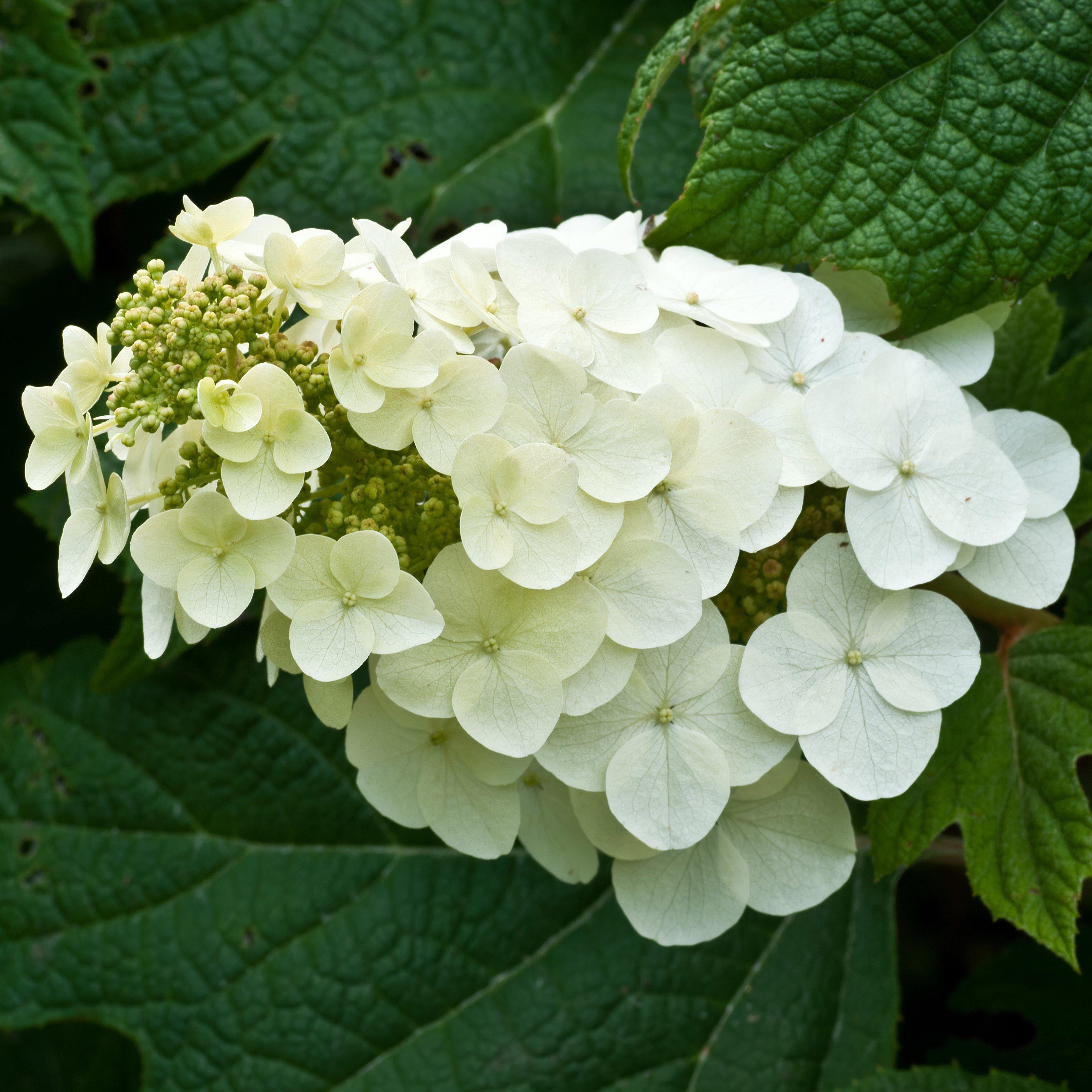 Hydrangea quercifolia 'Alice'  - Alice Oakleaf Hydrangea