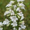 Penstemon digitalis  - Beardtongue