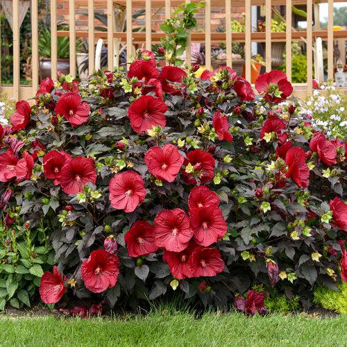 Hibiscus 'Holy Grail'  - Summerific® Holy Grail Hibiscus