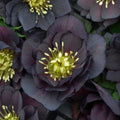 Helleborus 'Dark and Handsome'  - Honeymoon® Dark and Handsome Lenten Rose