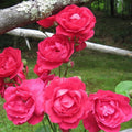 Rosa 'Blaze'  - Blaze Climbing Rose