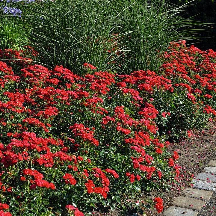 Rosa x 'Noa20059'  - Flower Carpet® Mini Cherry Rose