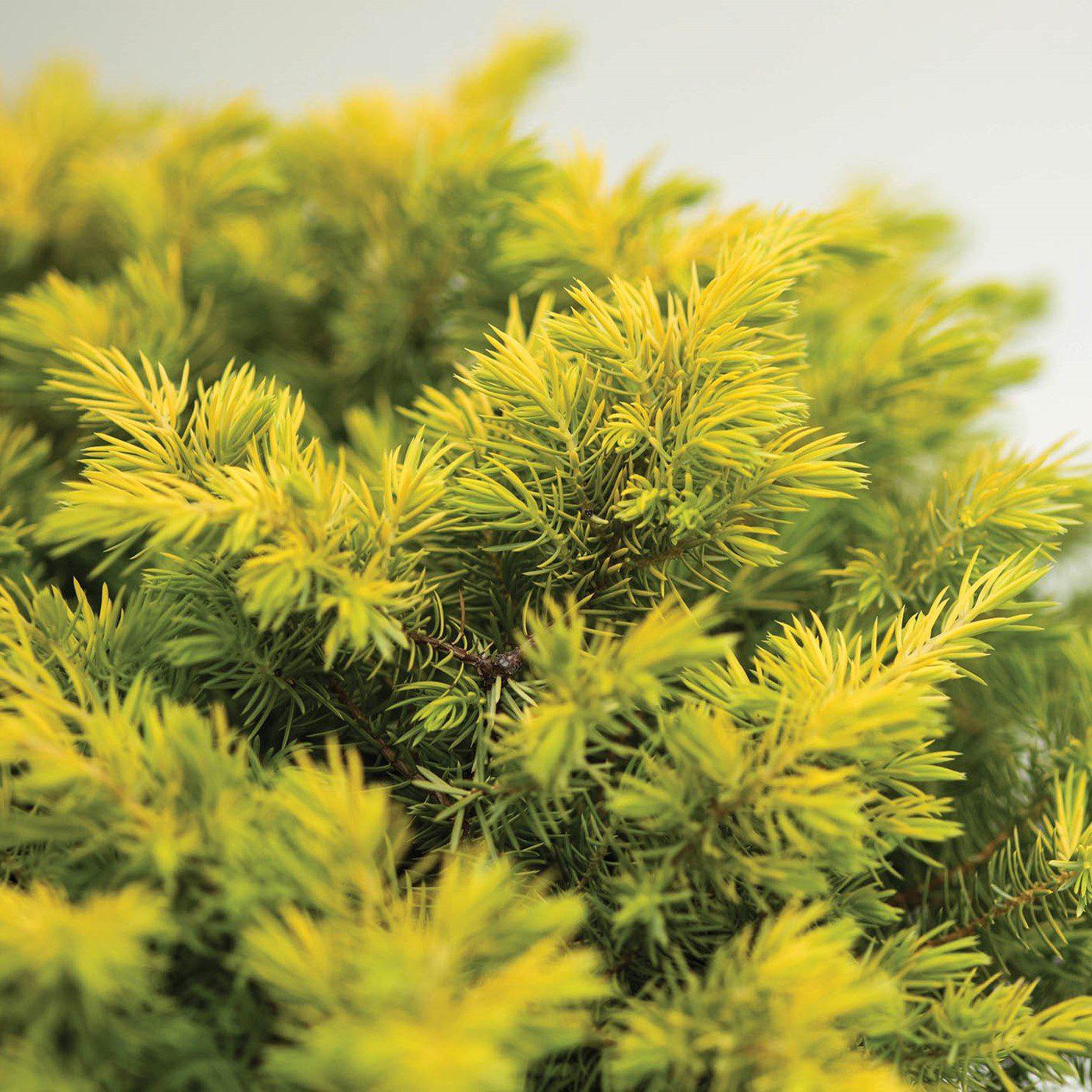 Juniperus conferta 'sPg-3-016'  - Golden Pacific™ Juniper