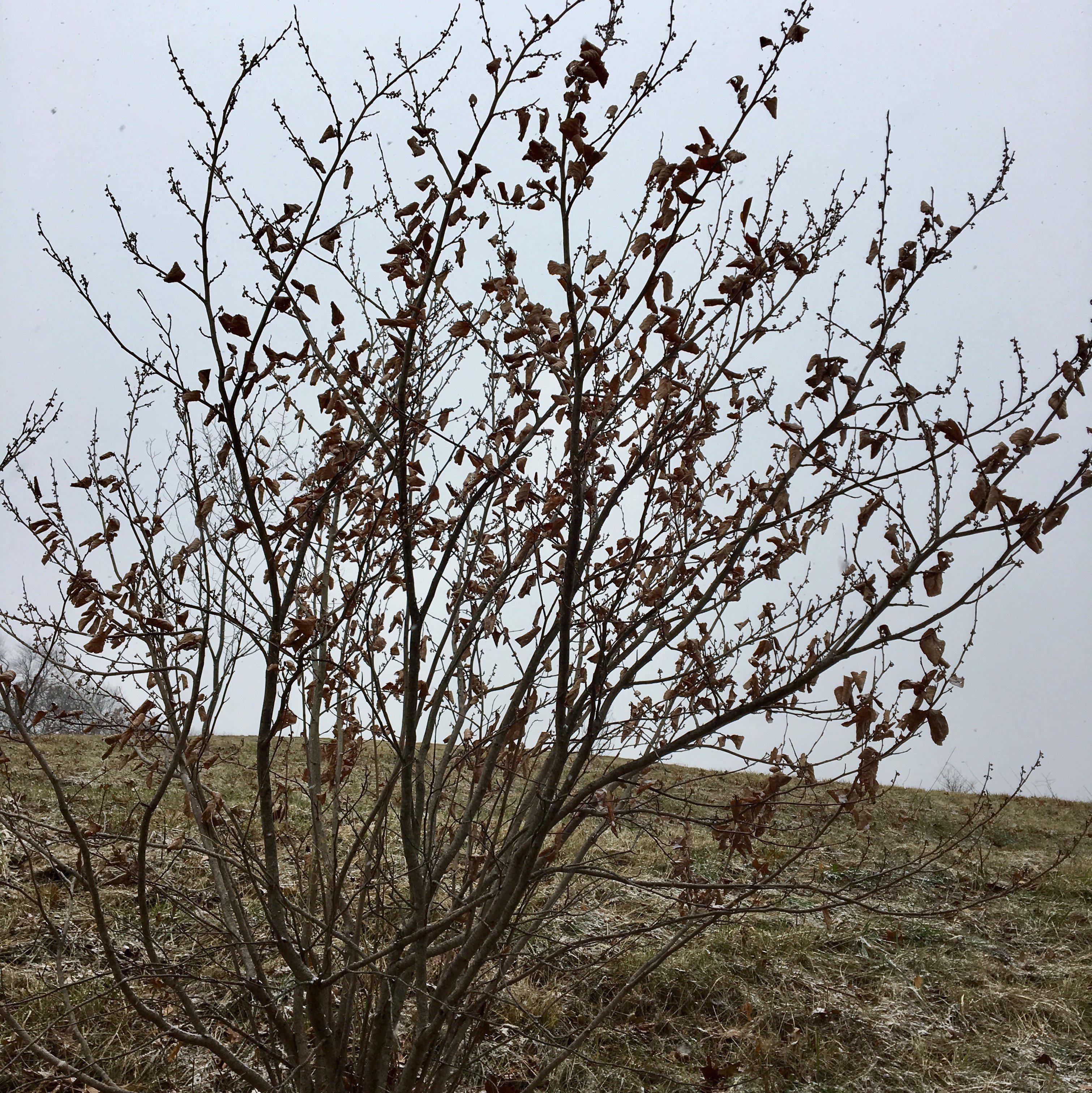 Corylus americana  - Hazelnut, American Filbert