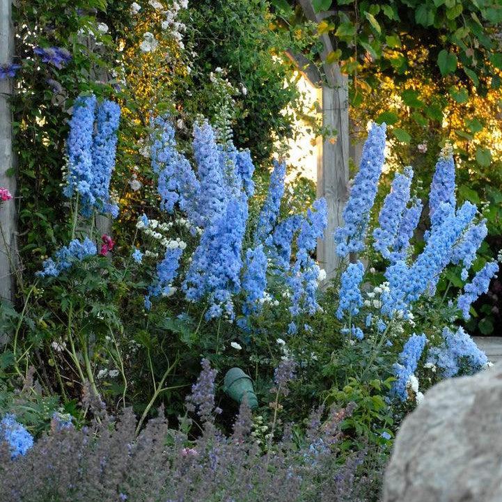 Delphinium x 'Blue Lace'  - New Millennium™ Blue Lace Delphinium